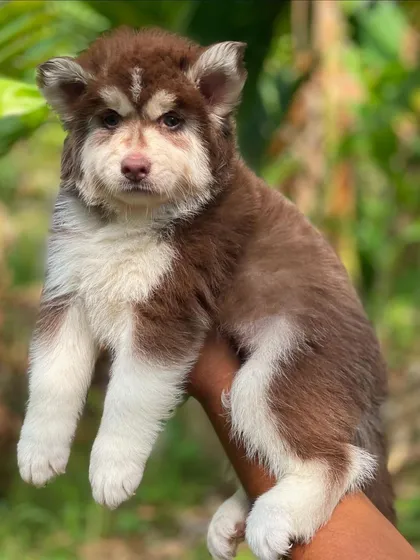 I also breed stunning brown and white Siberian Huskies. This pup shows the beautiful contrast and thick woolly coat that makes this color combination so sought after. A top-quality example of my breeding program.