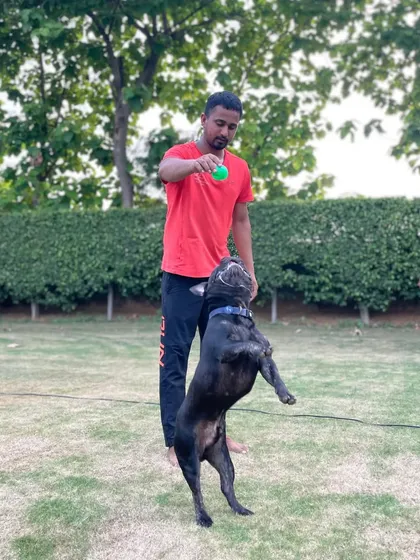 This French Bulldog is all focus and energy, jumping for his favorite ball. Play is a fantastic motivator for training and exercise.