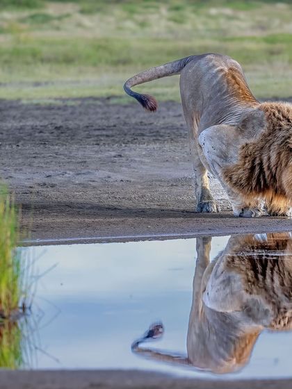 This is a moment of pure photographic magic. The golden light, the blue sky reflected in the water, and the king himself quenching his thirst. It’s a perfect symphony of color, light, and life.