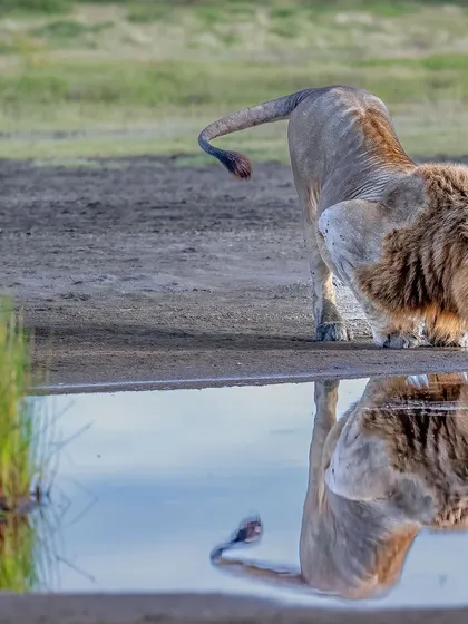 These images further explore the lives of Africa's big cats, from quiet portraits and family interactions to the drama of the hunt. Each one is a piece of the larger narrative we build on safari.