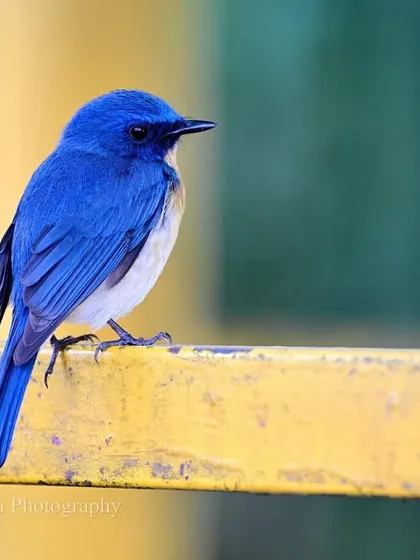The brilliant blue plumage of the flycatcher stands out against a bright yellow railing. The contrast of natural beauty against urban structures is a common theme in my work.