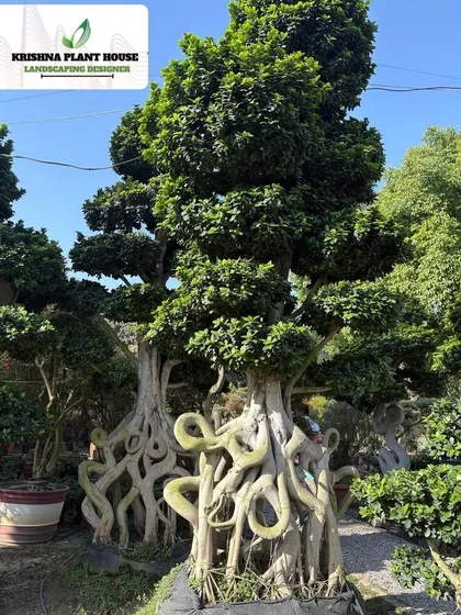 An extraordinary Ficus bonsai with unique, looping aerial roots that have been trained over many years. This is a true collector's item and a testament to the art of bonsai.