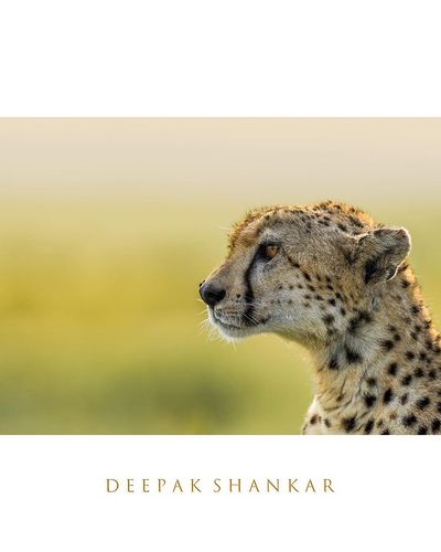Fine Art Wildlife Prints