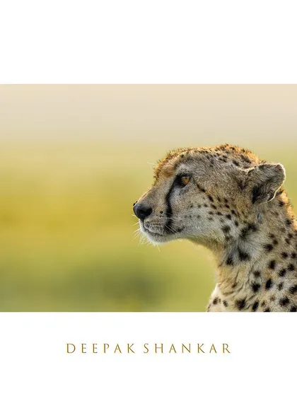 This is Nora, a cheetah whose elegance is simply captivating. The soft morning light highlights the delicate features of her face, creating a portrait that is both beautiful and soulful.