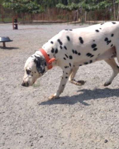 Dog Park