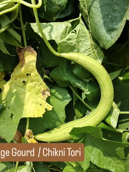 A Sponge Gourd, or Chikni Tori, nestled amongst the leaves. These gourds are a staple in Indian cooking and thrive in our client's gardens.