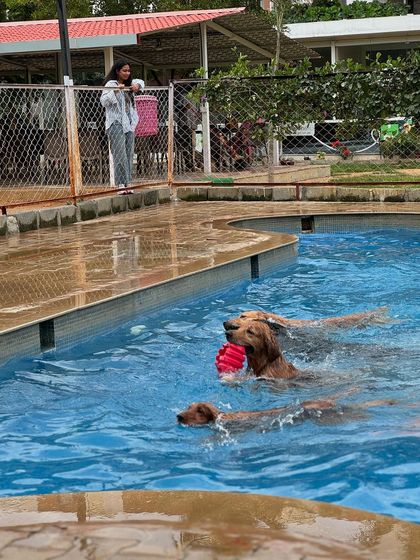 A fun day at the pool with other furry friends. Socialization and exercise are so important.