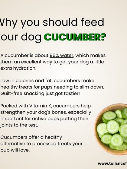 Looking for a healthy, low-calorie snack for your pup? Cucumber is a great choice! It's 96% water, making it super hydrating, and it's packed with Vitamin K to help strengthen bones.