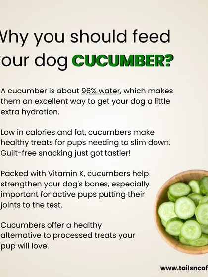 Looking for a healthy, low-calorie snack for your pup? Cucumber is a great choice! It's 96% water, making it super hydrating, and it's packed with Vitamin K to help strengthen bones.