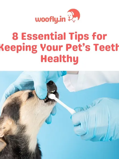 Good dental hygiene is crucial for your pet's long-term health. This image shows a routine dental check, a service I provide to help prevent painful issues like cavities and gum disease right in your home.