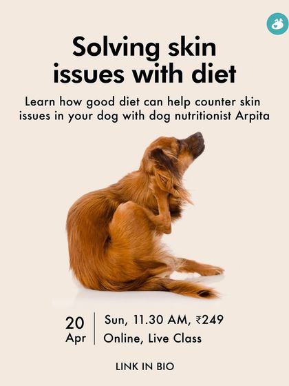 The Pack - Pet Parent Education & Workshops Expert-Led Online Masterclasses photo 24