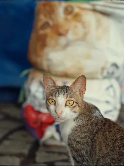 A striking portrait of a street cat with piercing yellow eyes. The background is a soft blur, making the cat the undeniable subject of this urban wildlife story.