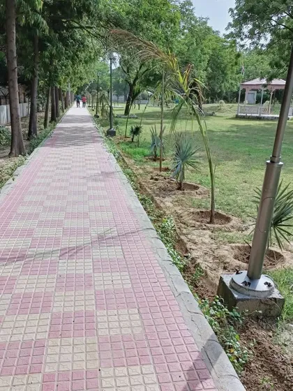 A paved walkway in a residential park area, lined with newly planted Foxtail palms. This shows how I plan for the future growth of plants to create a beautiful, shaded path over time.