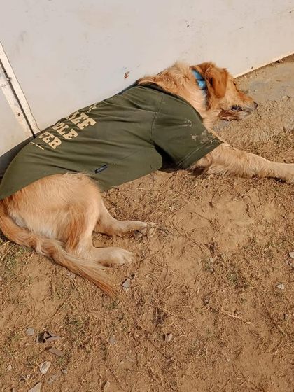 Our Chief Cuddle Officer is taking his job very seriously, enjoying a sunbath and a nap in our sand pit area.