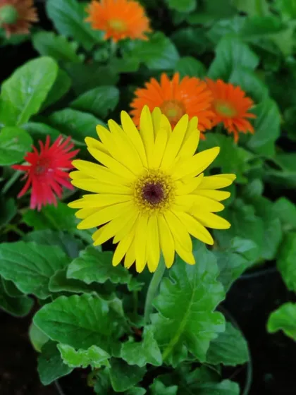 The sunny yellow of this Gerbera daisy is guaranteed to make you smile. I have them available alongside many other colors so you can create a beautiful mix.