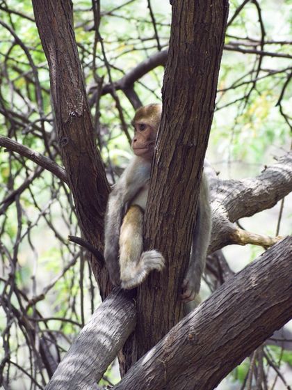 Manya Upadhyay - Travel & Documentary Photography Wildlife Encounters photo 52