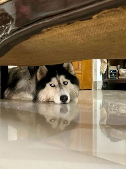 These additional photos showcase the variety of wonderful dogs I have the pleasure of caring for, each with their own unique charm and personality. From playful moments to quiet cuddles, every interaction is special.