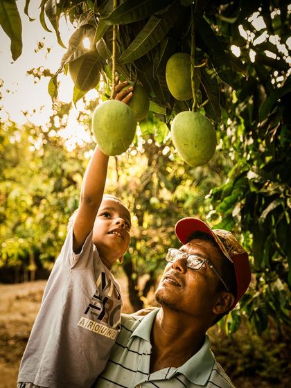 Brand Storytelling: The Konkan Mango Harvest photo 12