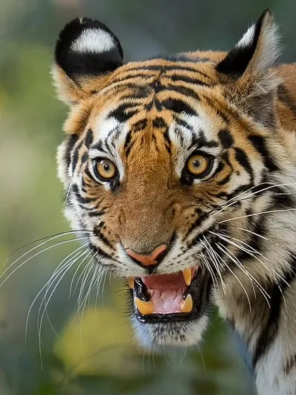 A subadult tiger from Bandhavgarh gives a flehmen response, curling back its lips to analyze scents in the air.