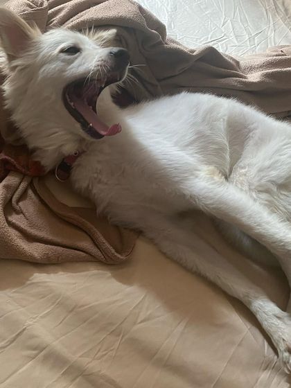 A big yawn after a long day of play. This sleepy Indian Spitz is ready for a good night's rest.