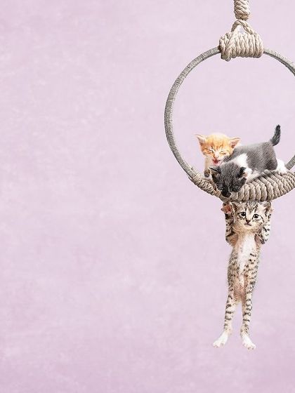 Pragalbh - Commercial Pet Photography The CARE Shelter Animal Series photo 7