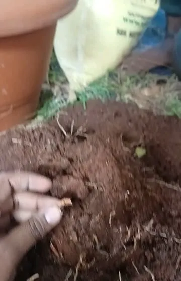 Wondering why your plant's growth is stunted? One common reason is root damage, as seen here. We diagnose these issues and can help by repotting the plant into a healthier environment.