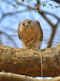 Guided Birding & Photography Workshops
