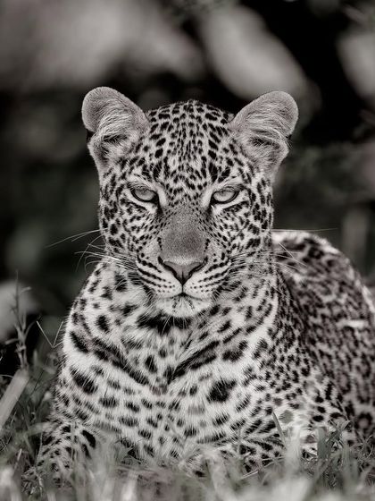 Which big cat is your favorite? For me, the leopard's intense, intelligent gaze is one of the most captivating sights in the wild. This monochrome portrait brings you face-to-face with that power.