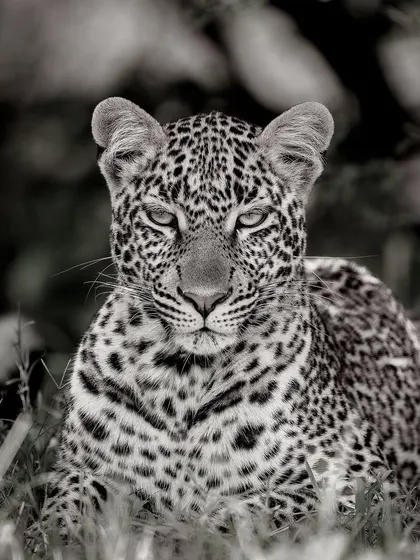 This gallery further explores the power of monochrome. Each image uses the absence of color to highlight different elements: the raw emotion of a hunt, the quiet dignity of a portrait, or the dramatic textures of the wild.