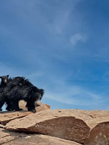 A mother Sloth Bear with her cub riding on her back, silhouetted against a brilliant blue sky. This is a classic and endearing example of maternal care in the wild.