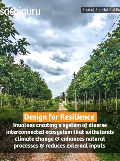 Our farms are designed for resilience. By creating a diverse, interconnected ecosystem, we can withstand climate change, enhance natural processes, and reduce the need for external inputs.