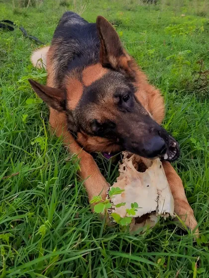I let Theo explore this skull he found in a field. It's important to let dogs engage with their environment and make their own choices. This builds confidence and helps them learn that the world isn't so scary.