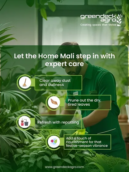Our Home Mali service includes clearing dust, pruning dry leaves, repotting when necessary, and adding nourishment. This comprehensive care keeps your plants vibrant through every season.