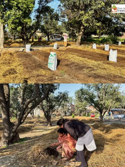 Our team in Uldeypur prepares beds for vermicomposting using layers of straw and organic waste. This process turns farm waste into "black gold," a rich natural fertilizer that revitalizes the soil.