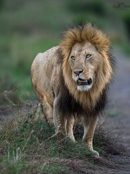 When the subject’s eyes are this connected, it transforms the image into an experience. Look at the alertness and intensity in this lion's expression. It’s not about action, it’s about presence.