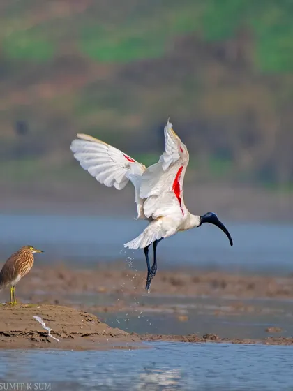 The Black-headed Ibis in mid-air, with a Pond Heron watching from the bank, an interaction between two different wetland species.