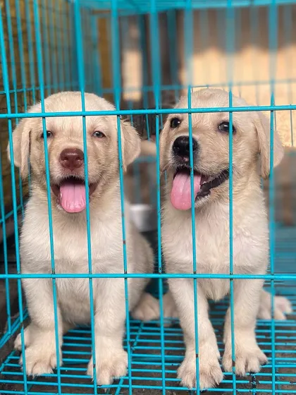 Another shot of the adorable Labrador duo, looking curious and friendly.