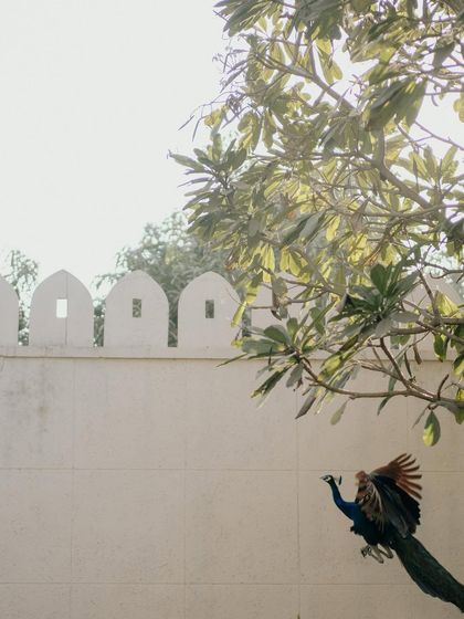 A majestic peacock in flight at the wedding venue. This beautiful sight inspired the inclusion of bird motifs throughout the invitation suite, connecting the stationery directly to the location.