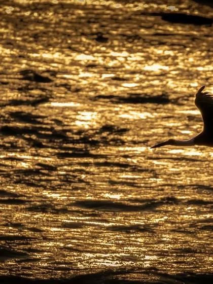 A lone bird glides across water that has turned to liquid gold at sunset in Jim Corbett. This silhouette captures the serene and poetic atmosphere of the golden hour, a time of day I frequently chase for its magical light.