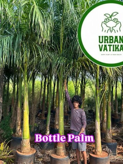 Another view of the beautiful Bottle Palms in my nursery.