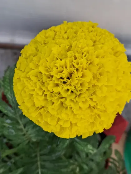 A perfect, round yellow marigold flower.