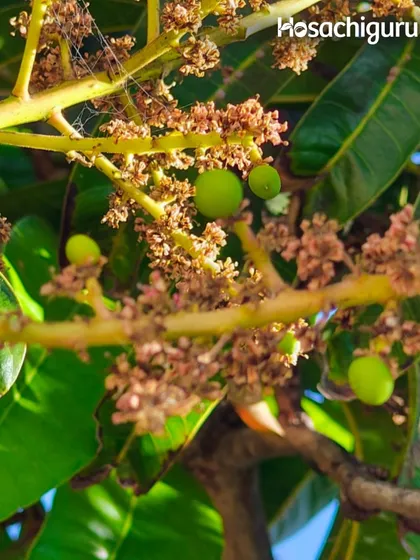 A closer look at the early stages of a mango. From these small green buds, a delicious harvest will grow. It's a slow, natural process that we are proud to manage.