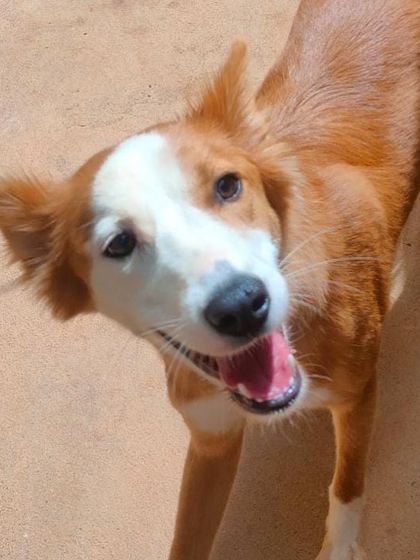 Stay - Dog Daycare Happy Faces of Stay photo 37