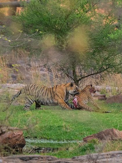 Another frame of the tiger feeding on a leopard, a brutal but fascinating display of inter-species conflict.