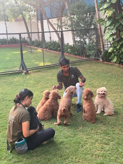 A poodle party! Working on group commands and socialization with a pack of poodles.