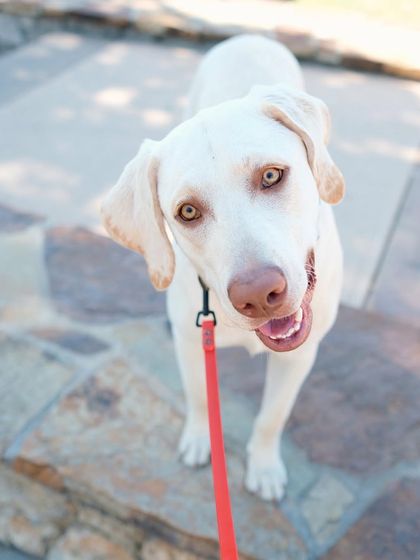 Tulsa Dog Trainer - Pack Walks Our Pack Walks in Action photo 11