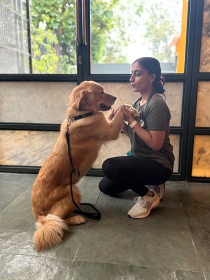 A final handshake with a Golden Retriever graduate. This signifies the successful transfer of training to the guardian.