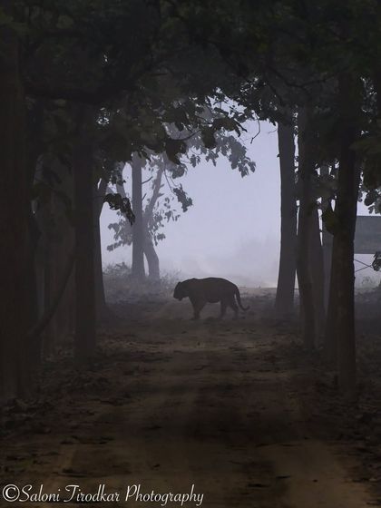 The Big Cat Diary: Tigers & Leopards photo 7