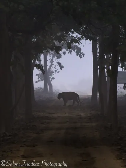 A truly mystical morning in Kishanpur Wildlife Sanctuary. The fog created this incredible, moody silhouette of a tiger on the path. It felt like a scene from a dream, highlighting the ethereal beauty of the forest.