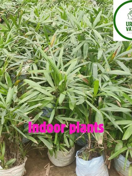 Another view of my Rhapis Palm collection.